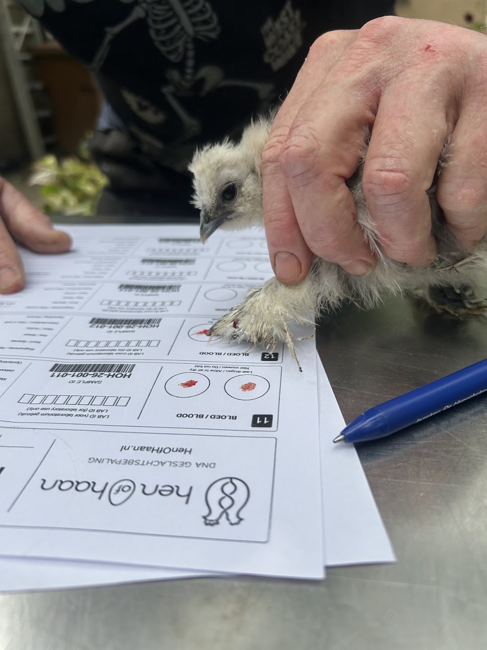 Bloedmonster wordt zorgvuldig op het juiste testformulier aangebracht